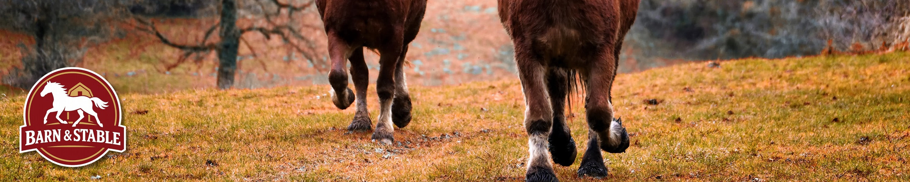 Two horses walking through an autumn pasture